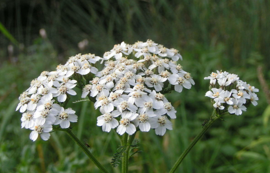 Bunches of white flowers (Yarrow flowers) are seen among a field at the Future Garden.