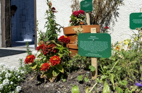 Flowers planted in a garden bed and in pots with green signs about the incarcerated women who chose them.