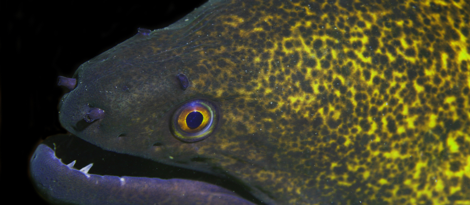The face of a green and yellow fish.