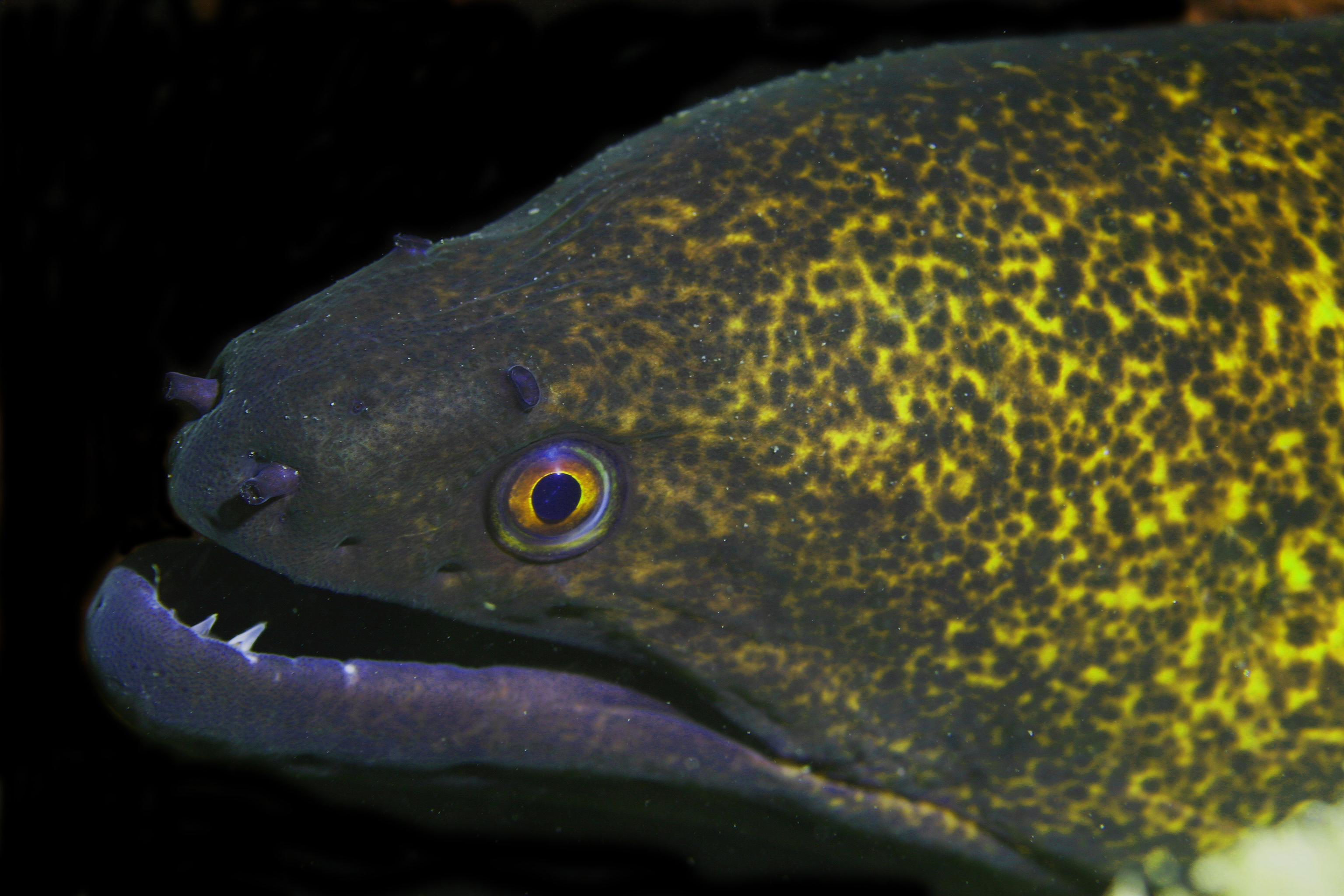 The face of a green and yellow fish.