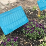 An informational plaque sits among purple flowers.