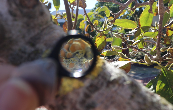 Lichen is visible through a lens.