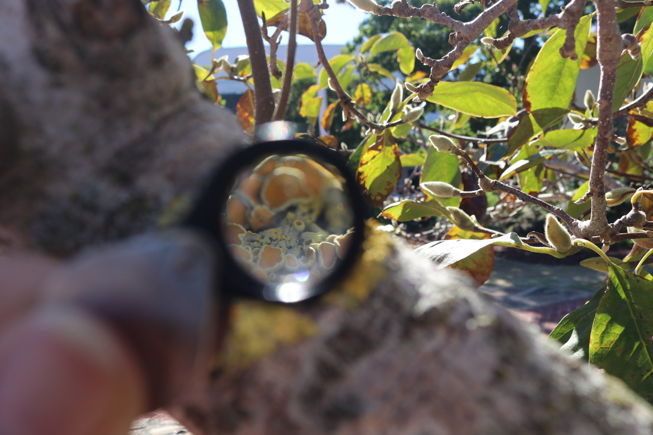 Lichen is visible through a lens.