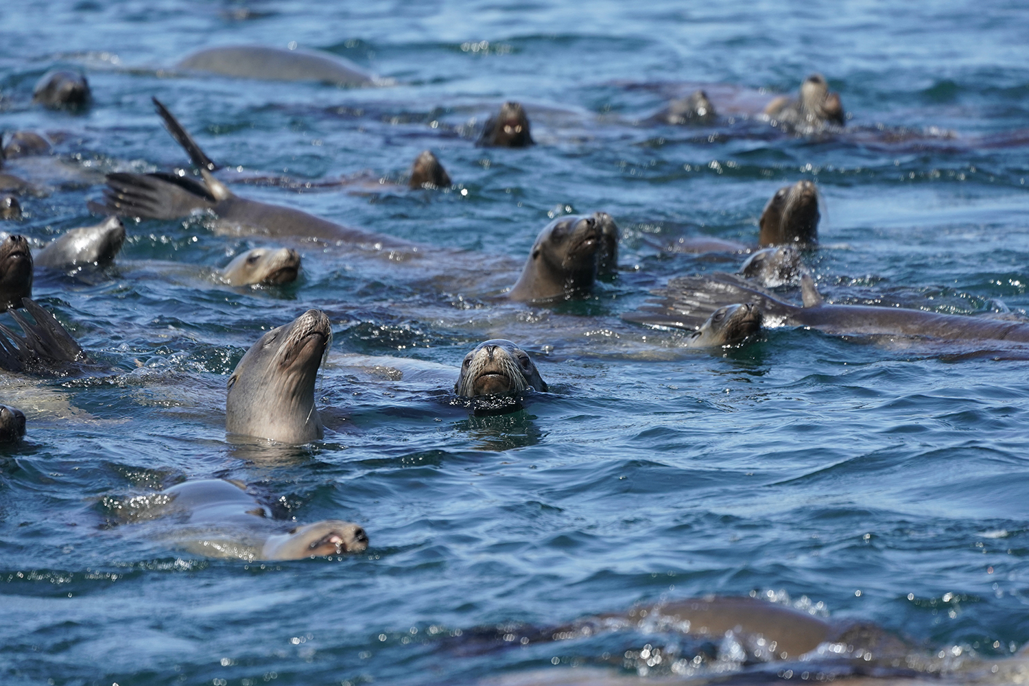 Ocean Sentinels & Toxicology — Institute of the Arts and Sciences