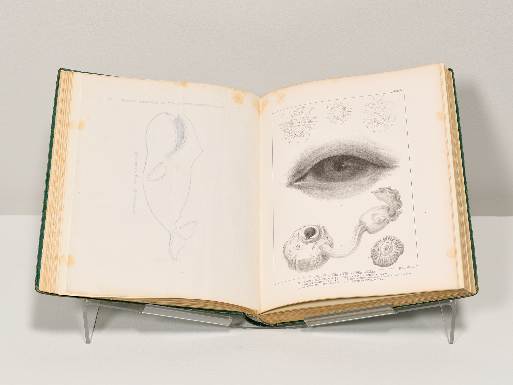 Visual Cultures of Whales & Whaling — Institute of the Arts and Sciences