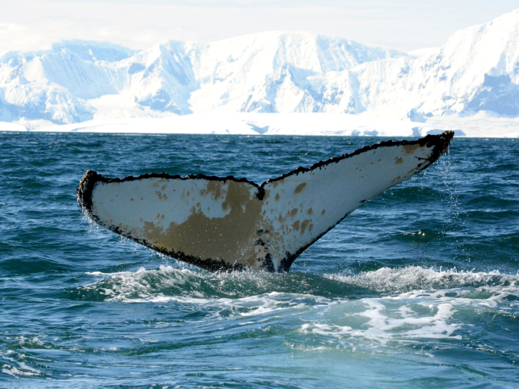 cola de ballena en el agua