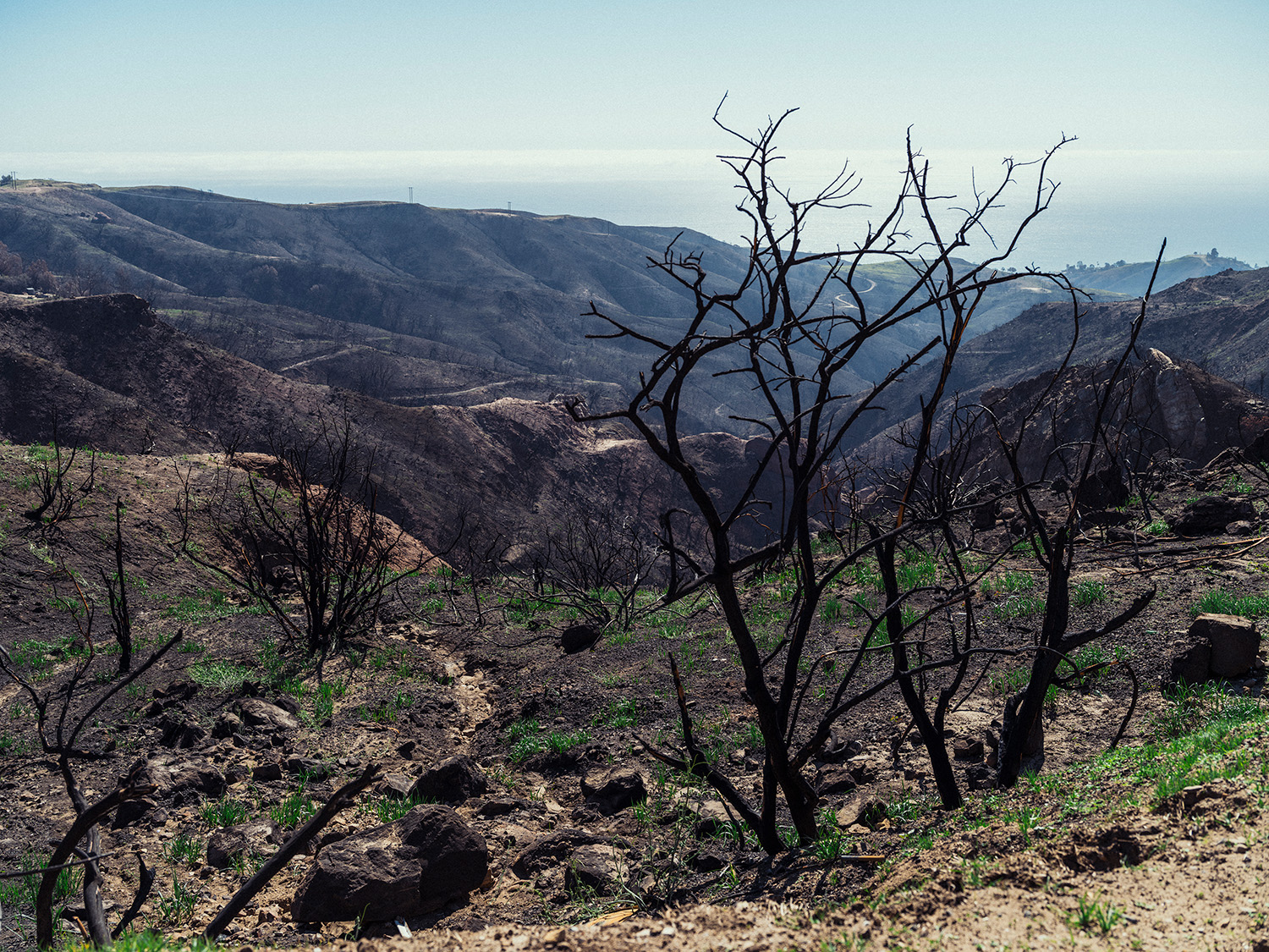 Image of burn scar from 2025 Palisades Fire